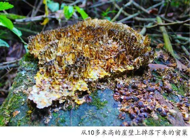 騰沖高黎貢山徒步之五道溪徒步 騰沖高黎貢山徒步之五道溪徒步