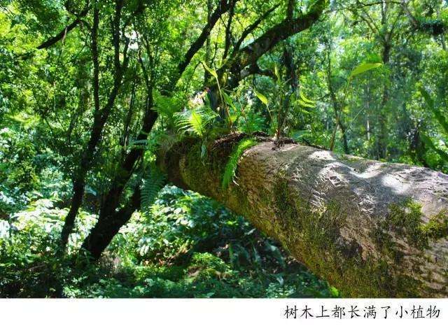 騰沖高黎貢山徒步之五道溪徒步 騰沖高黎貢山徒步之五道溪徒步