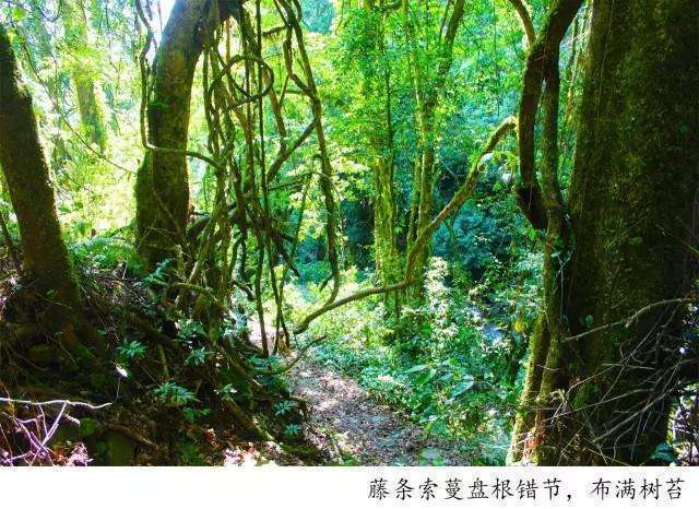 騰沖高黎貢山徒步之五道溪徒步 騰沖高黎貢山徒步之五道溪徒步