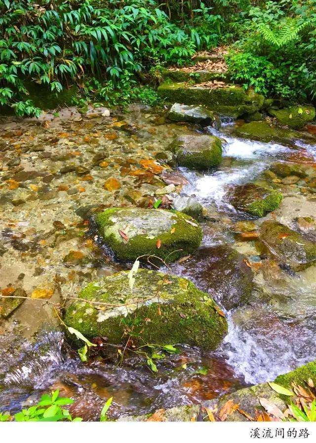 騰沖高黎貢山徒步之五道溪徒步 騰沖高黎貢山徒步之五道溪徒步