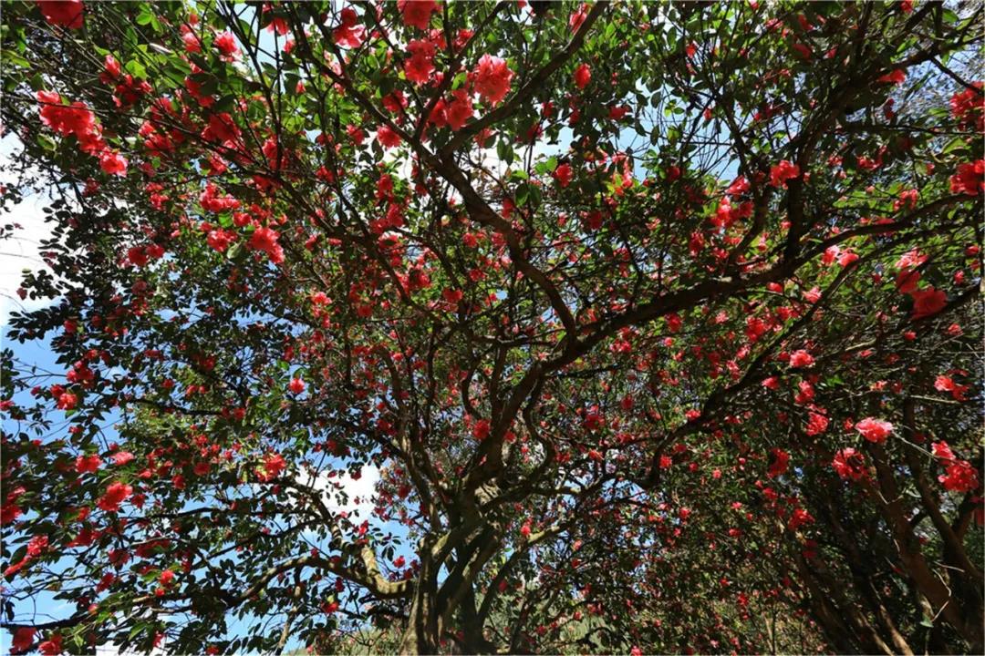 保山騰沖：漫山遍野茶花開(kāi)你還不來(lái)嗎？