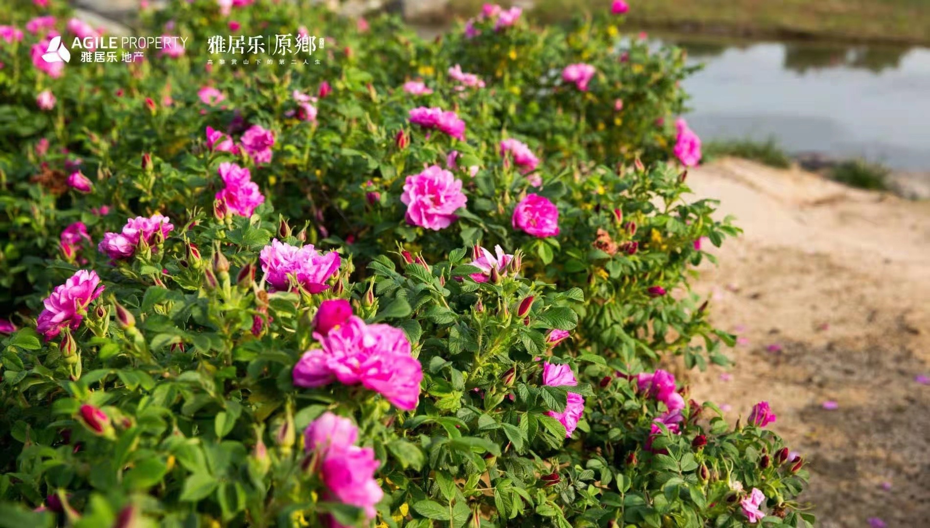 騰沖雅居樂原鄉棲花嶺景區 騰沖雅居樂原鄉棲花嶺景區