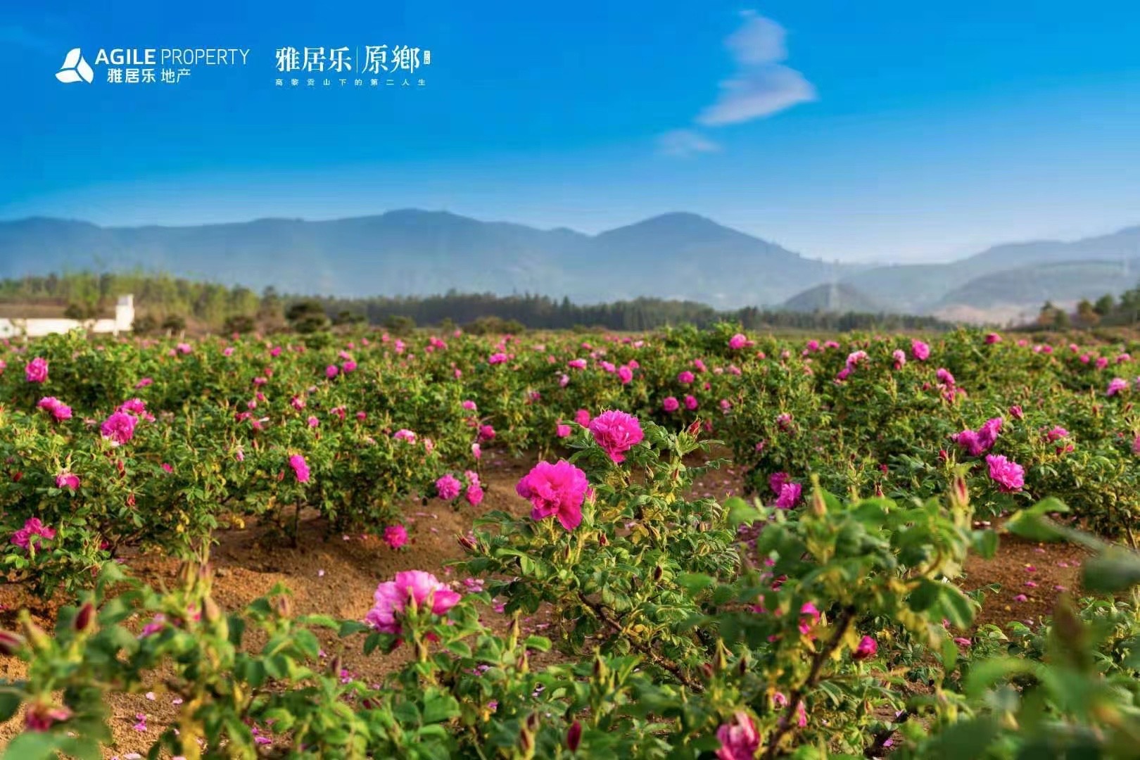 騰沖雅居樂原鄉棲花嶺景區 騰沖雅居樂原鄉棲花嶺景區