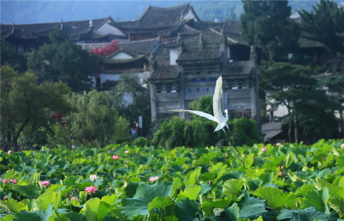 五一首發(fā)  “中國第一魅力名鎮(zhèn)”——和順古鎮(zhèn)邂逅騰沖生態(tài)之美