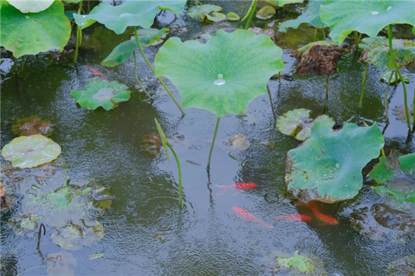騰沖旅游 騰沖旅游