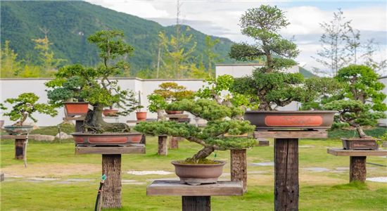 騰沖旅游 騰沖旅游