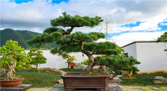 騰沖旅游景點(diǎn) 騰沖旅游景點(diǎn)