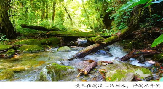 高黎貢山徒步 高黎貢山徒步