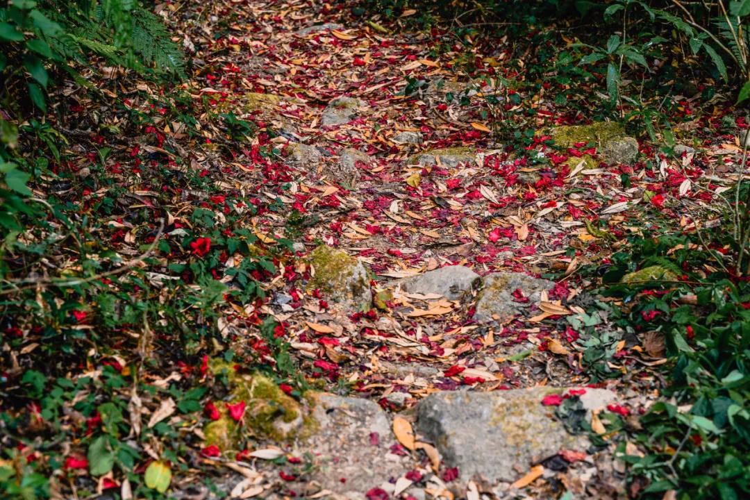 高黎貢山上現存的馬幫之路