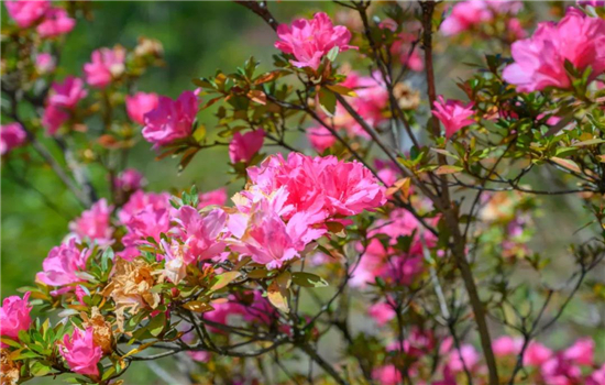 騰沖景點：冬日騰沖，方圓十里有花香，一起來賞花吧