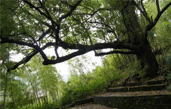 騰沖景區(qū)景點 騰沖景區(qū)景點