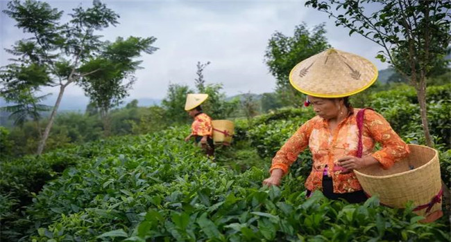 騰沖研學 騰沖研學