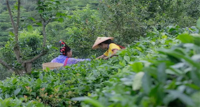 騰沖研學 騰沖研學