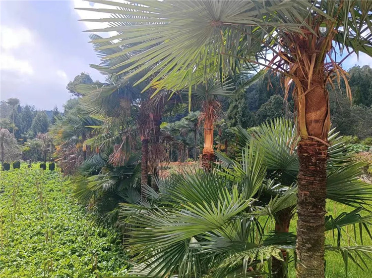 騰沖旅游 騰沖旅游