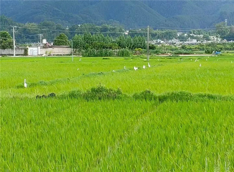騰沖旅游 騰沖旅游