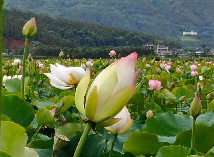 騰沖旅游 騰沖旅游