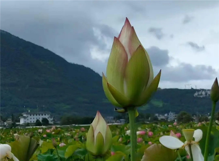 騰沖旅游 騰沖旅游