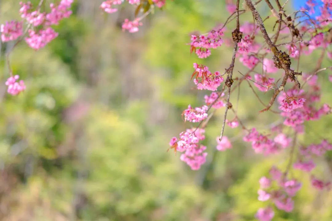 騰沖旅游 騰沖旅游