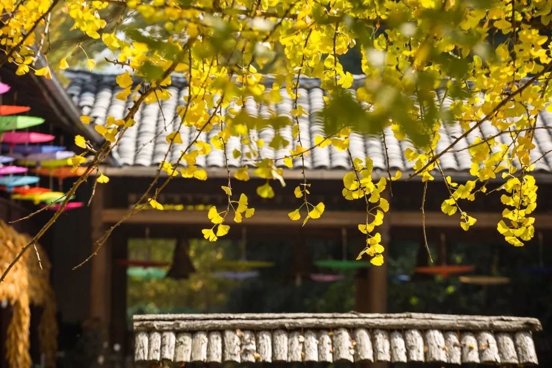 銀杏村 銀杏村