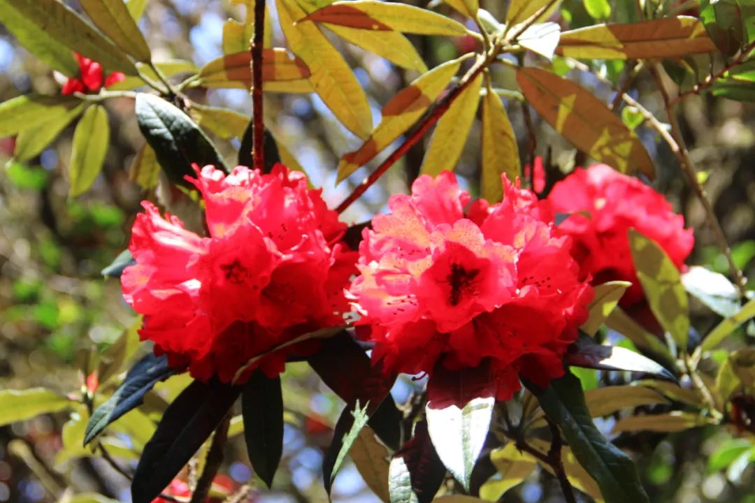 山花 山花