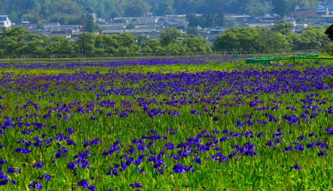花海 花海