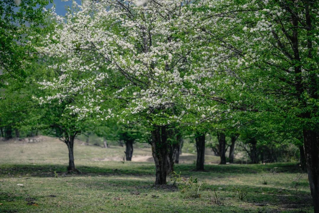 花開 花開